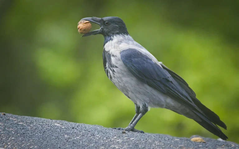 How Do Crows Use Roads to Crack Walnuts?