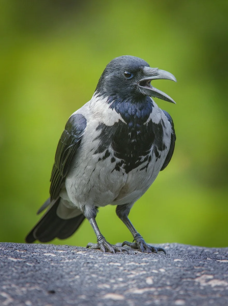 A crow forages near a paved path and walnut shells at the edge of an urban park.