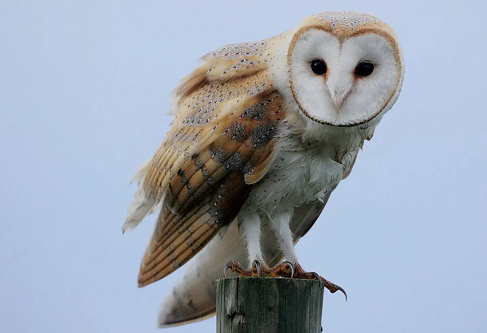 A barn owl faces forward with its heart-shaped facial disc visible.