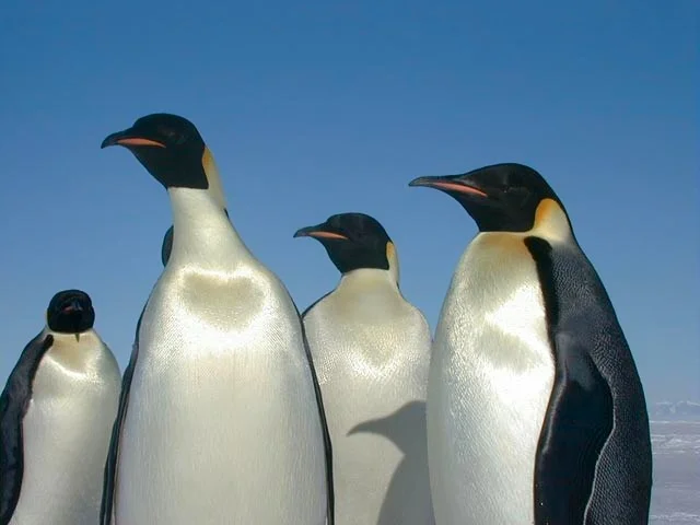 Emperor penguins stand on Antarctic ice with their feet visible on snow.