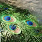 A male peacock displays iridescent blue and green tail feathers.