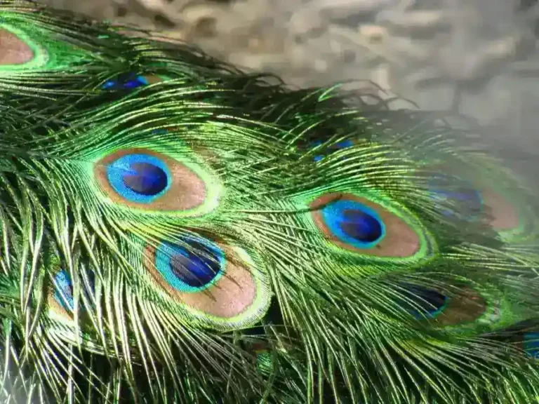 Why Do Peacock Feather Colors Seem Not to Fade?