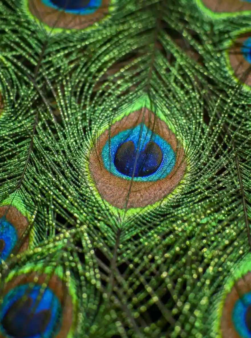 A peacock feather eye pattern shows blue, green, and gold iridescent colors.