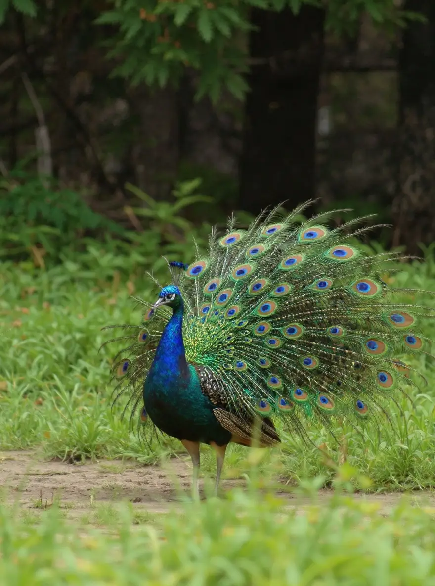 A peacock walks near a forest edge and grassland in morning light.
