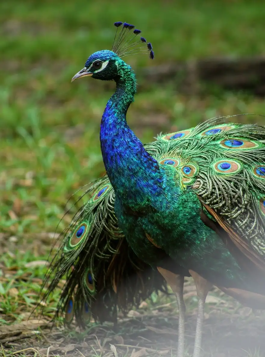 A male peacock is shown in close-up with vivid blue neck feathers and crest.
