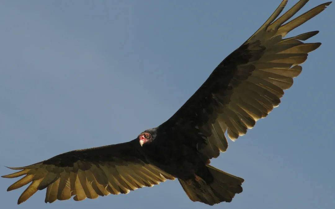 A vulture perches calmly on a dry savanna branch in warm light.