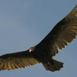 A vulture perches calmly on a dry savanna branch in warm light.