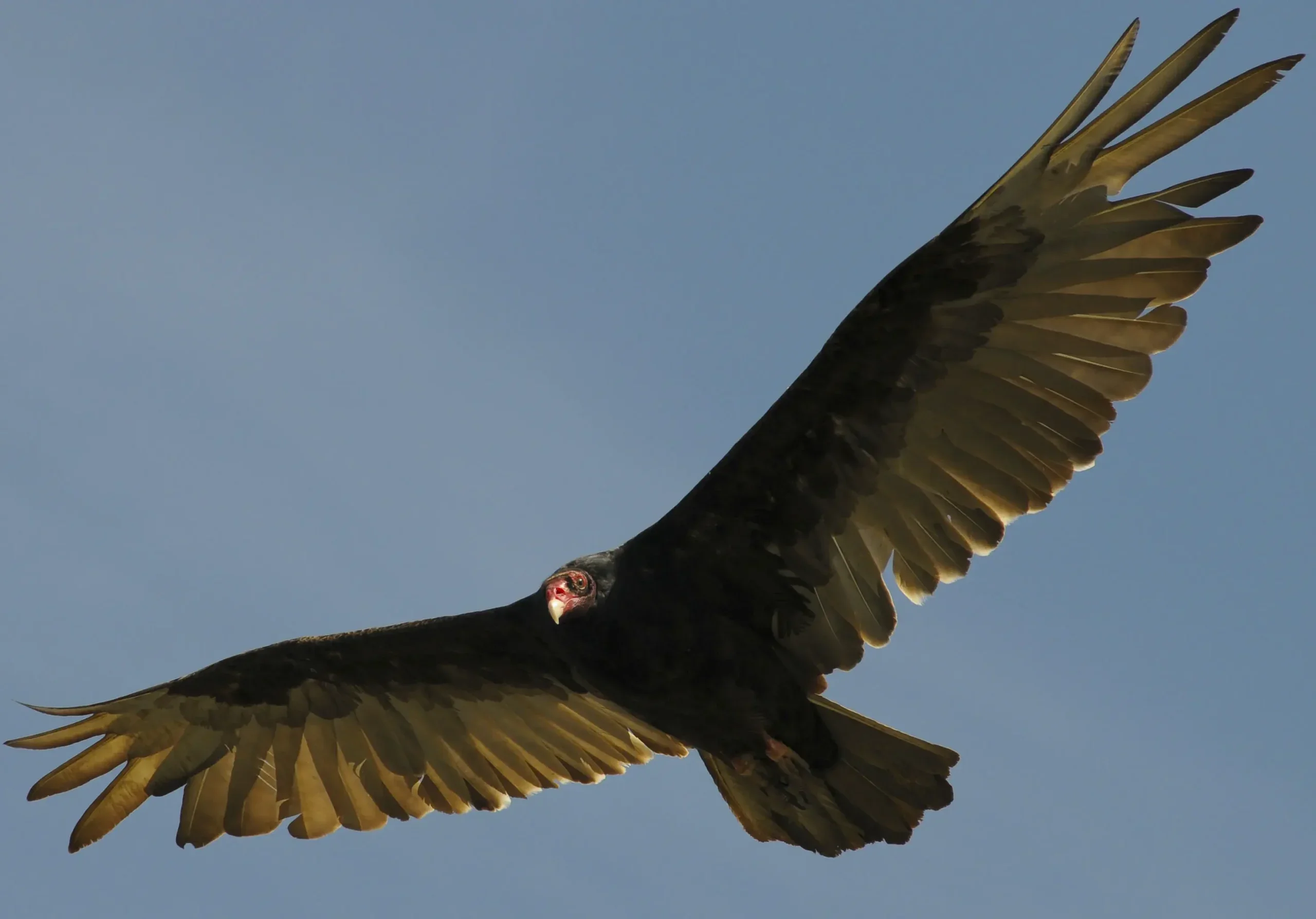 A vulture perches calmly on a dry savanna branch in warm light.