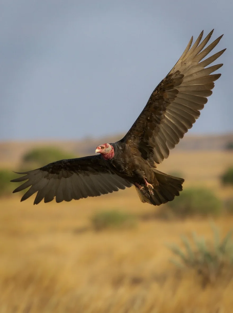 Vultures soar above dry savanna grassland under warm sunlight.