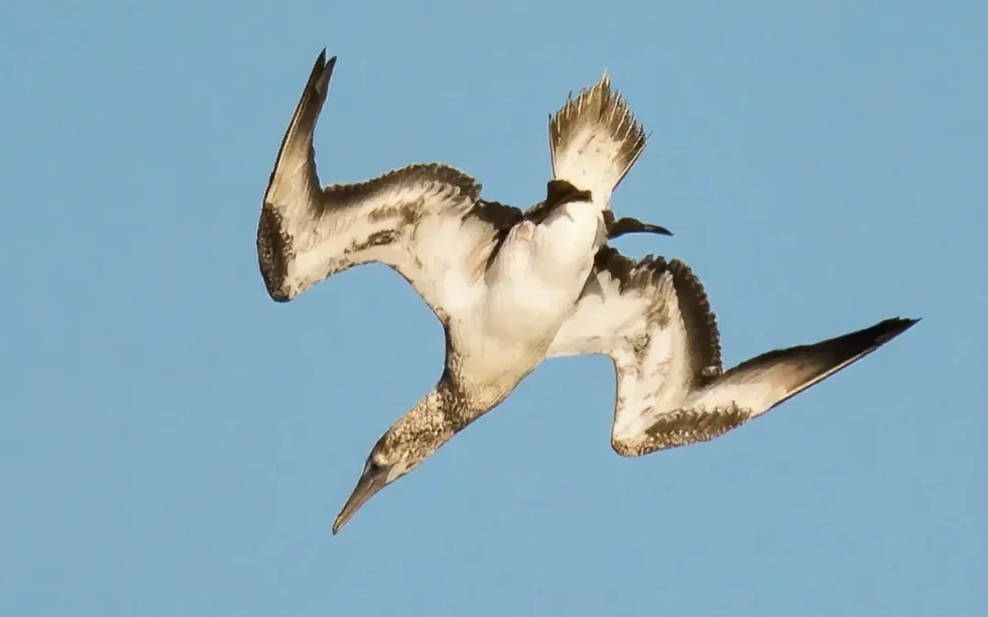 How Can the Gannet Dive at High Speed Into Water?