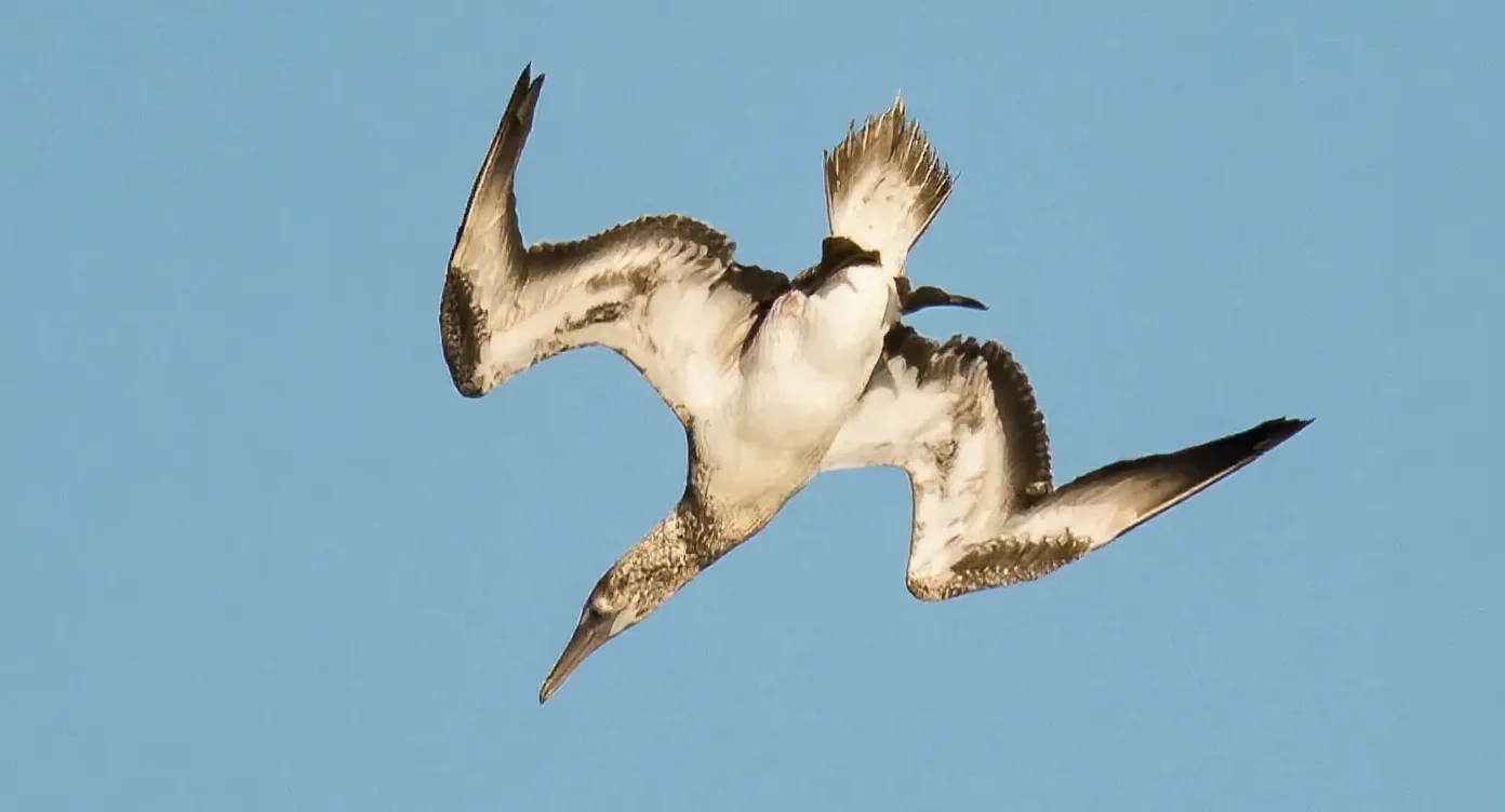 A northern gannet plunge-diving head-first with wings swept back against a clear blue sky.